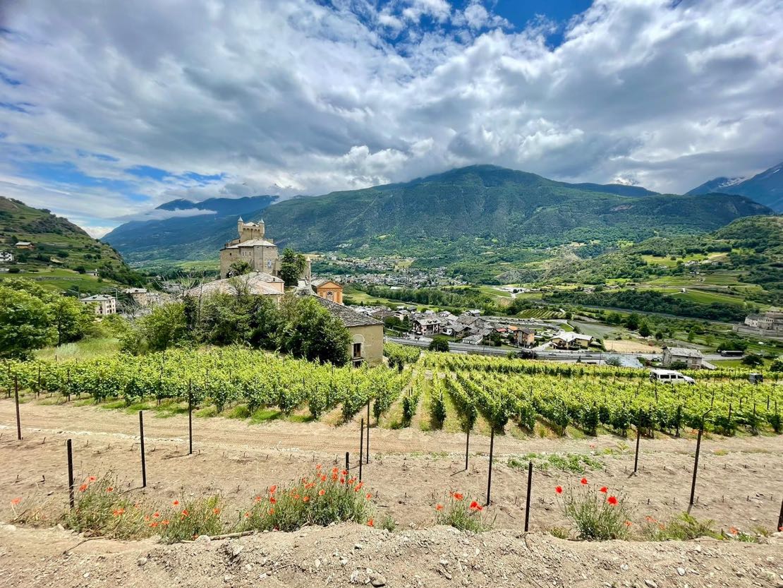 Le prime vigne di Completer